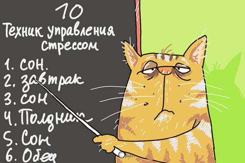 Кот учит на тренинге